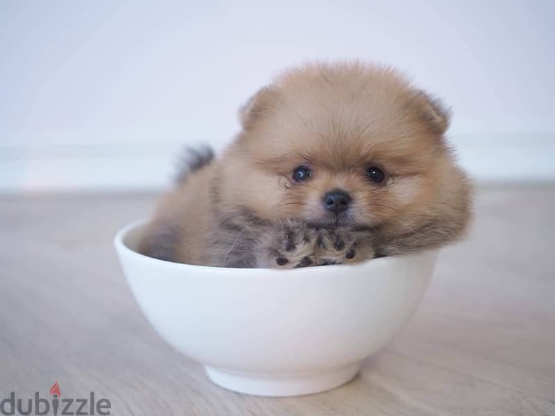 Mini Pomeranian puppy 1