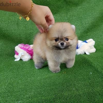 Cream Pomeranian puppy