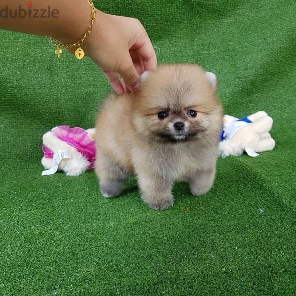 Cream Pomeranian puppy 0