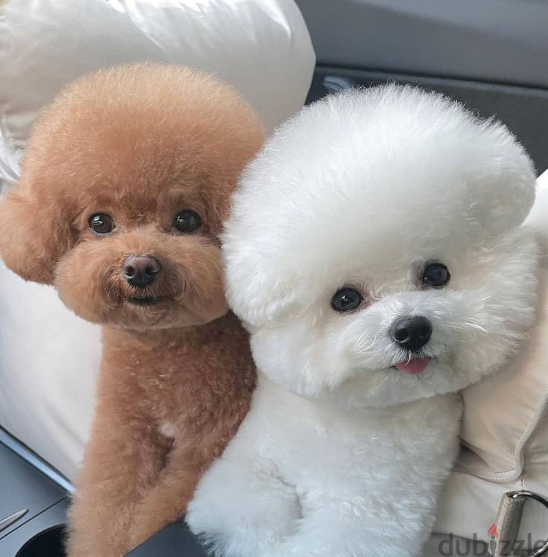 japanese poodle puppies 1