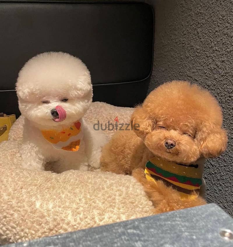 japanese poodle puppies 2