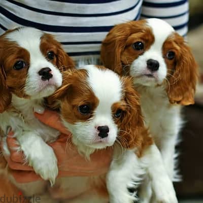 Cavalier King Charles Spaniel puppies