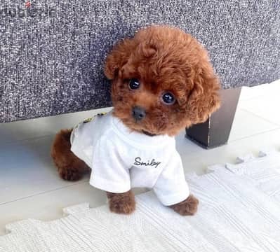 Mini toy Poodle puppies