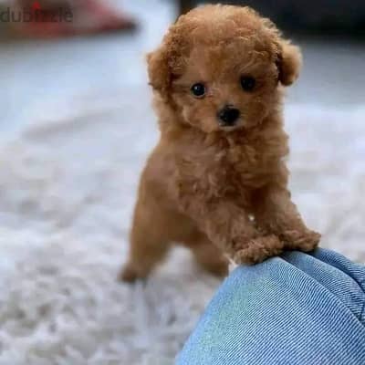 Poodle Puppies