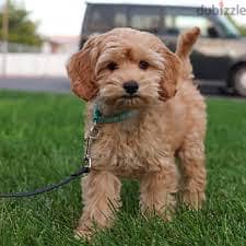 Whatsapp me +96878738119 Cockapoo for sale 0