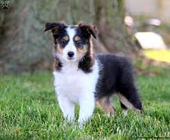 Whatsapp me +96878738119 Collie for sale 0