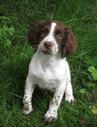 Whatsapp me +96878738119 English springer spaniel for sale 0