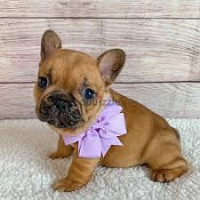 Whatsapp me +96878738119 French Bulldog for sale 0