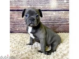 Whatsapp me +96878738119 Frenchton for sale 0