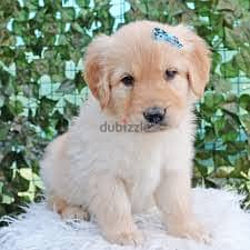 Whatsapp me +96878738119 Golden Retriever for sale 0