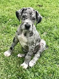 Whatsapp me +96878738119 Great Dane for sale 0