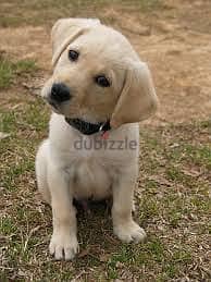 Whatsapp me +96878738119 Labrador Retriever for sale 0