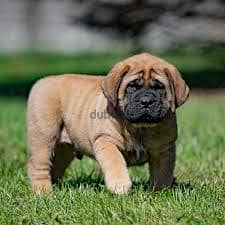 Whatsapp me +96878738119 Mastiffs for sale