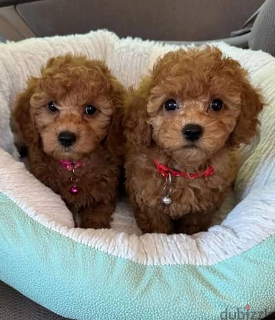 Poodle Puppies