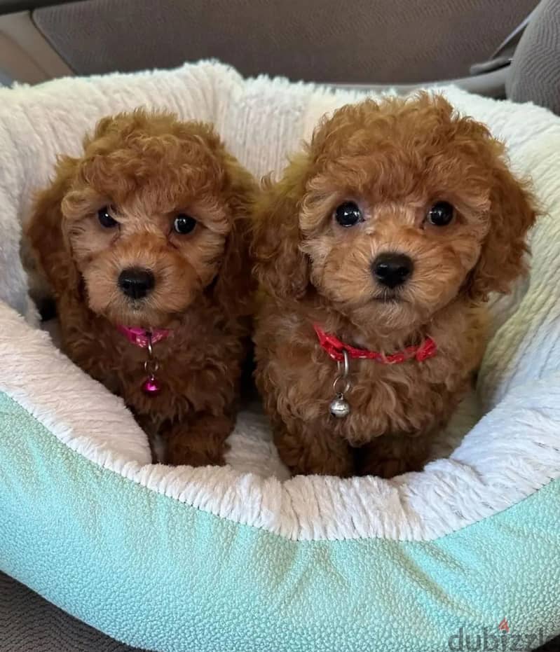 Poodle Puppies 0