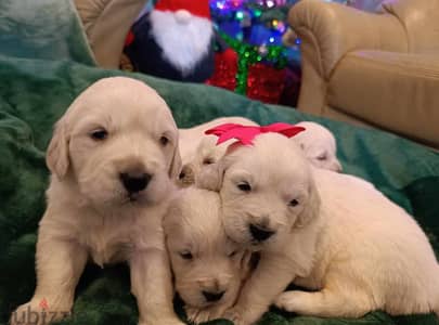 Golden Retriever puppies