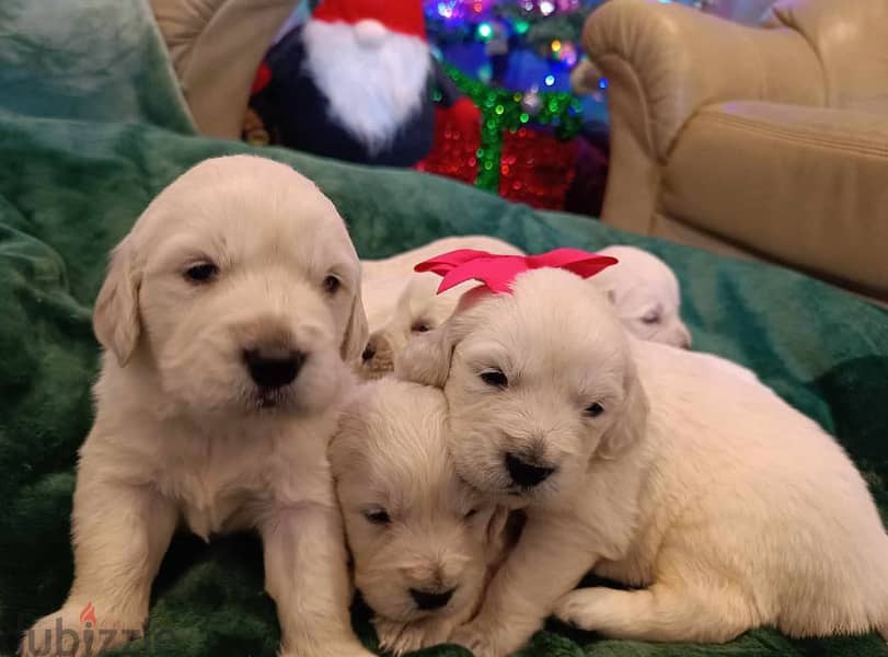 Golden Retriever puppies 0