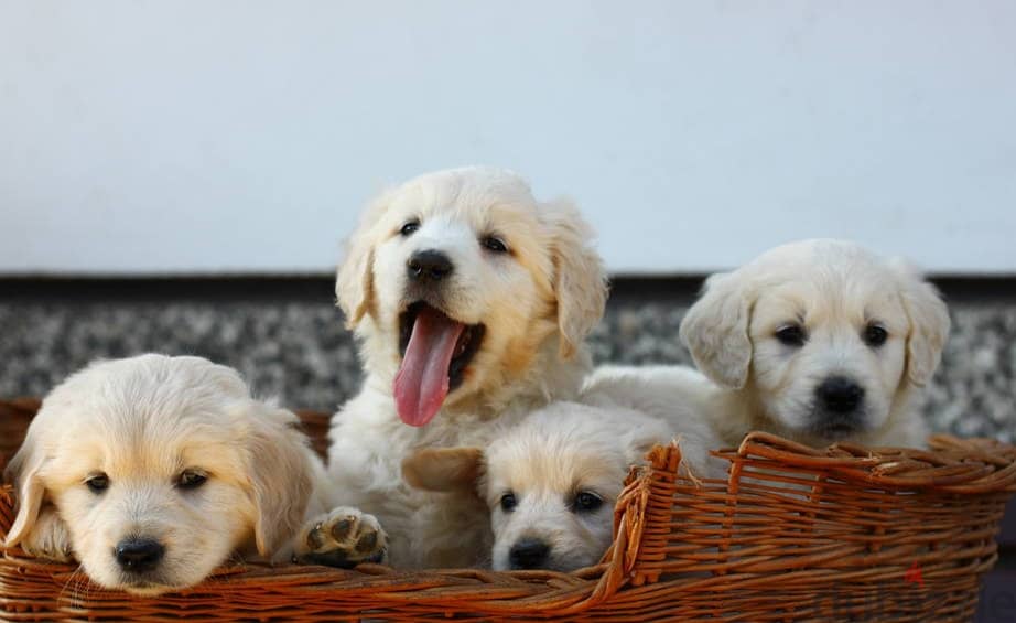 Golden Retriever puppies 1