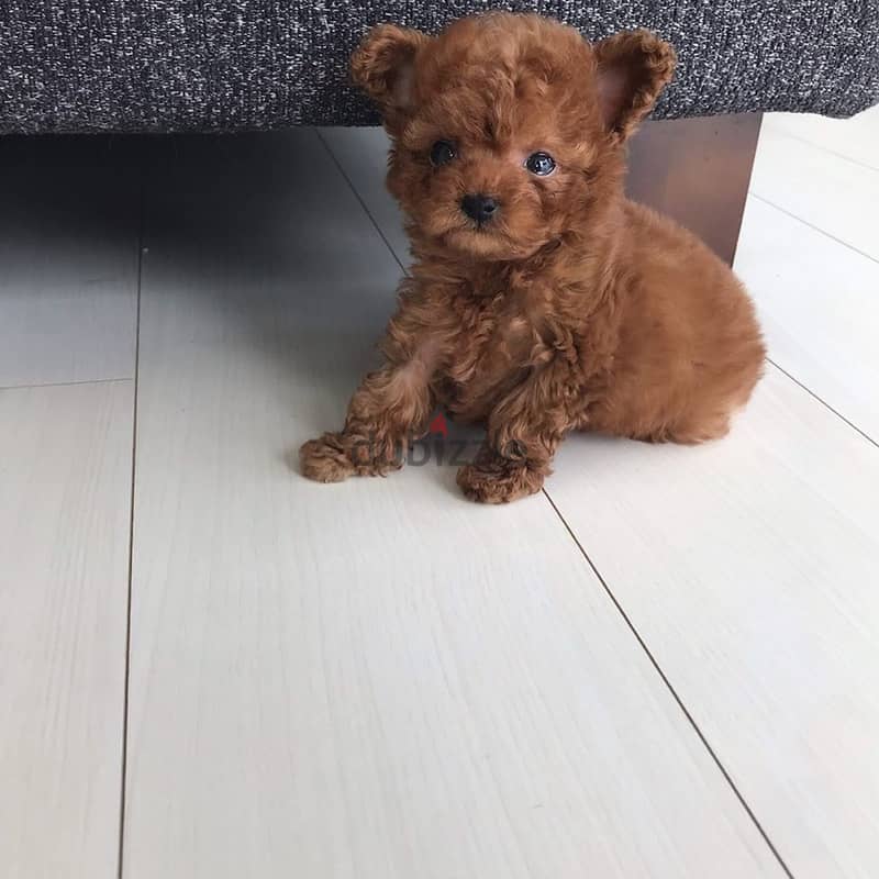 Male and female Poodle Puppies 2