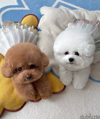 japanese poodle puppies