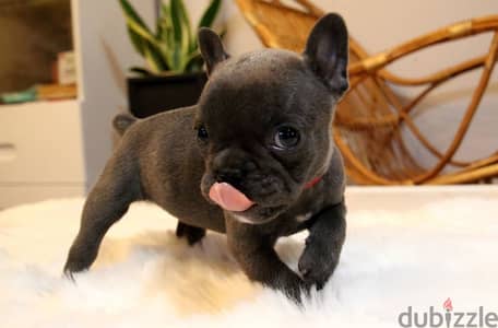 French Bulldog Puppies