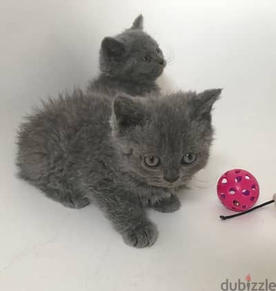 British shorthair kittens for adoption