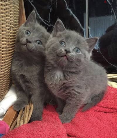 Russian Blue Kittens