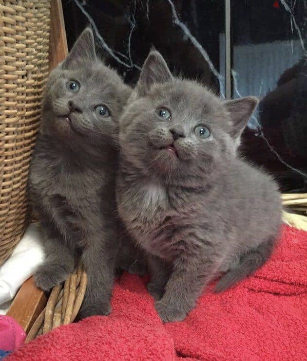 Russian Blue Kittens 0