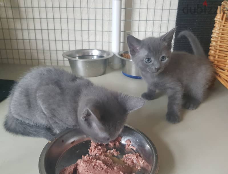 Russian Blue Kittens 1