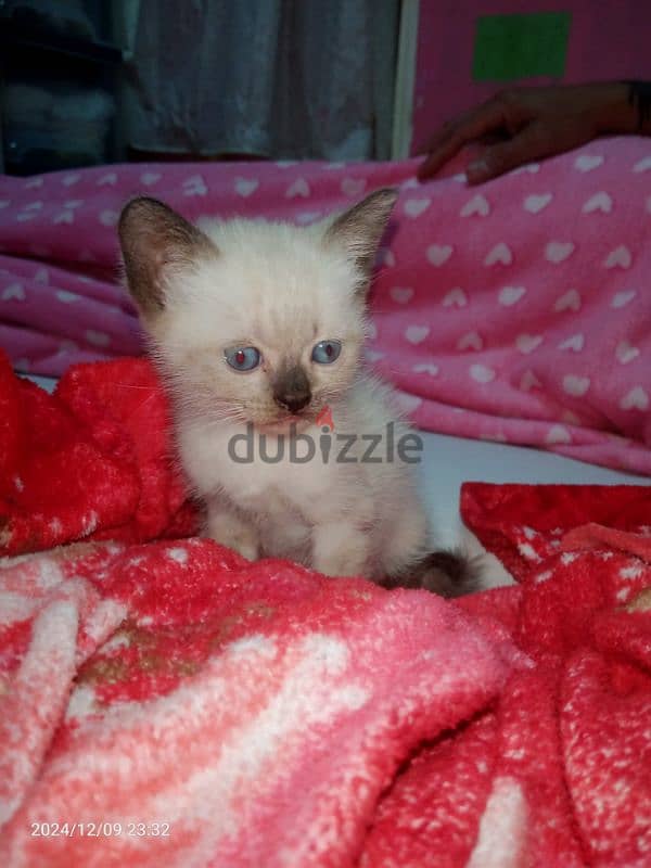 kittens for sale 1