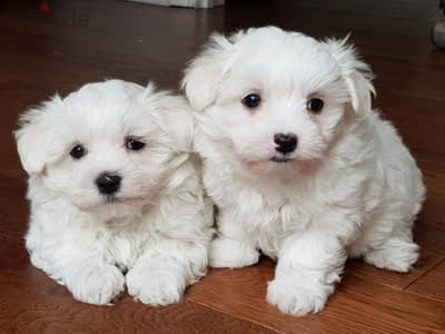 Maltese Puppies For Adoption