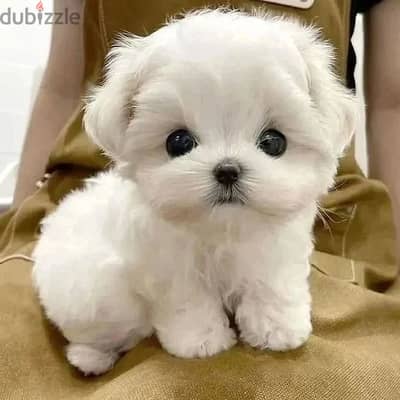 Maltese puppies// Whatsapp+971552543679