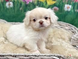 Whatsapp me +96878738119 Pekingese for sale