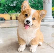 Whatsapp me +96878738119 Pembroke Welsh Corgi for sale 0