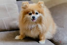 Whatsapp me +96878738119 Pomeranian for sale 0