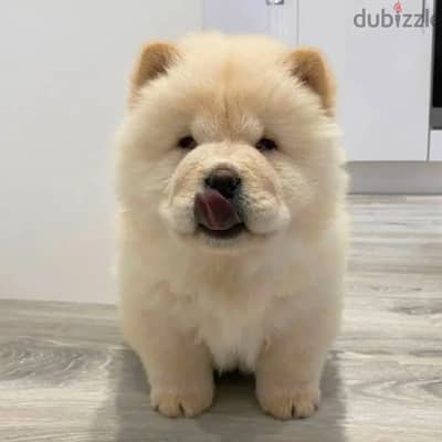 Chow chow// WhatsApp +97455792932