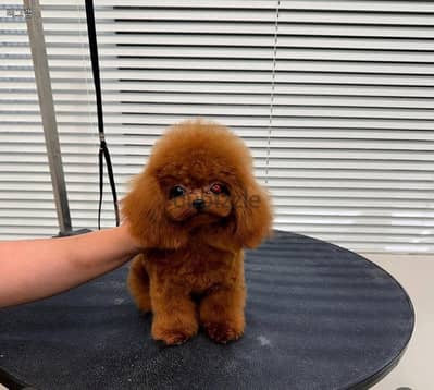 Poodle puppies// WhatsApp +97455792932