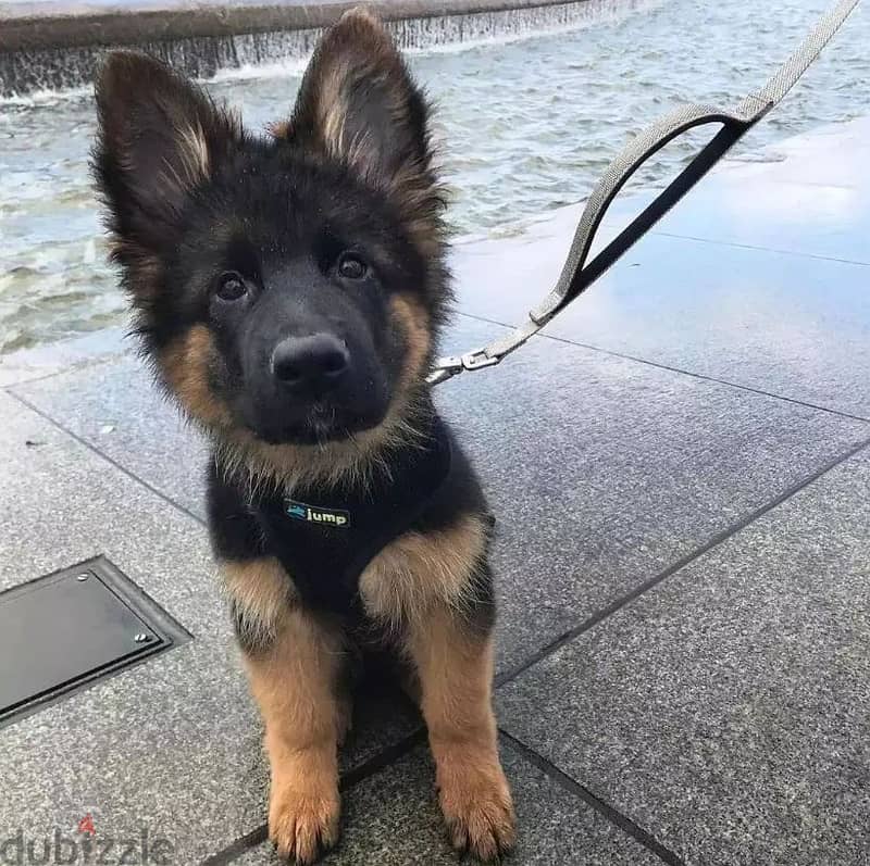 German shepherd// WhatsApp +97455937699 0