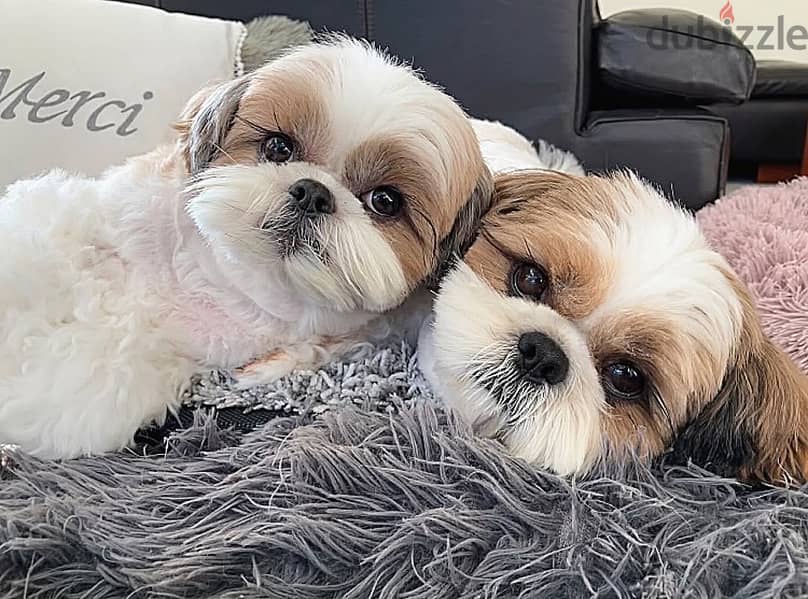 Shih Tzu puppies// WhatsApp +97455937699 0