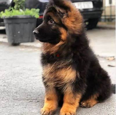 German shepherd// Whatsapp +97455792932