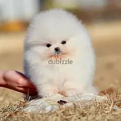 Pomeranian puppies// WhatsApp +971502618837