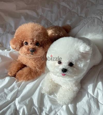 japanese poodle puppies