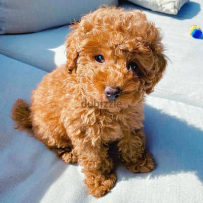 Poodle Puppies