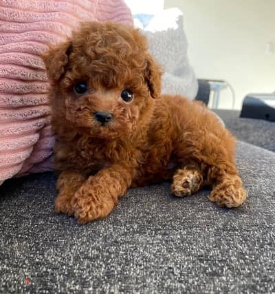 Mini toy poodle