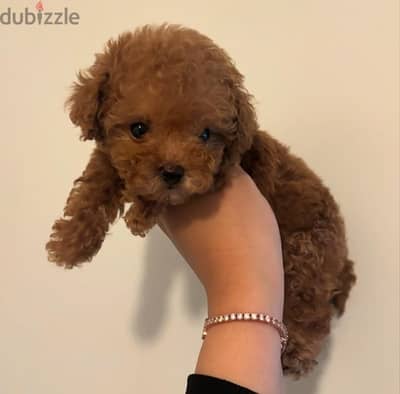 Female Poodle puppy for sale