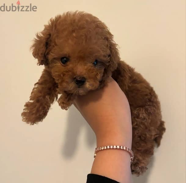 Female Poodle puppy for sale 0