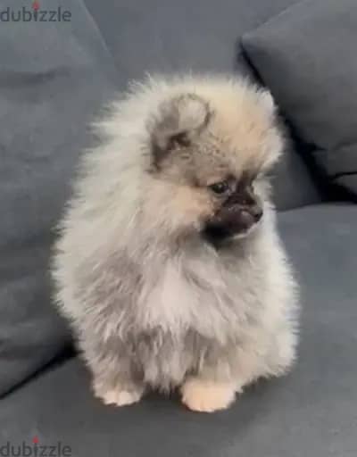 Male Pomeranian puppy