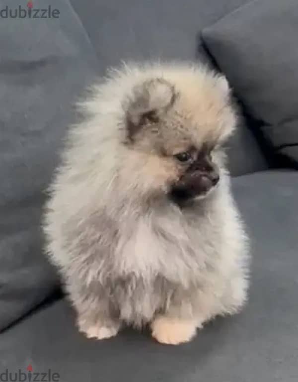 Male Pomeranian puppy 0