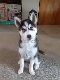 whatsapp me +96878738119 Pomsky for sale 0