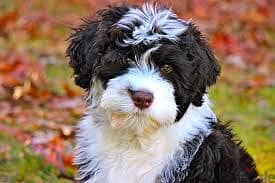 Whatsapp me +96878738119 Portuguese Water Dog for sale 0